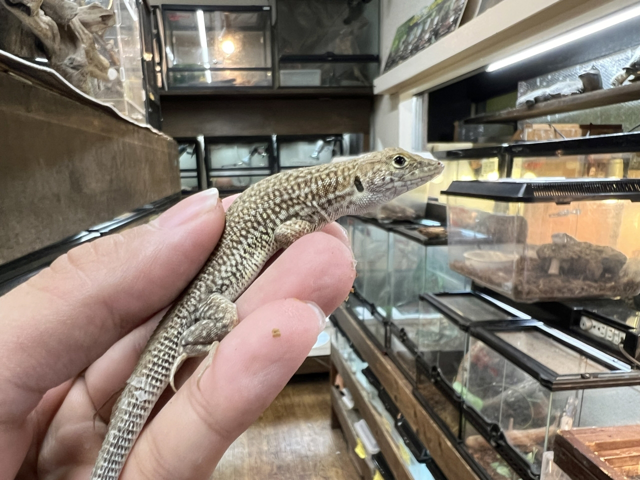 エジプシャンレオパードリザード(2)