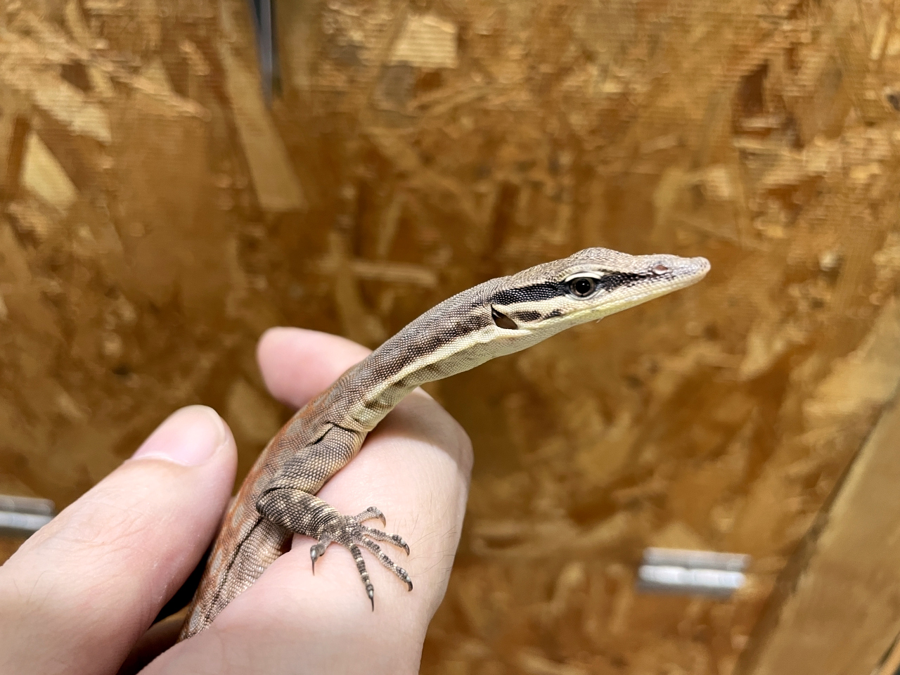 キンバリーロックモニター(3)