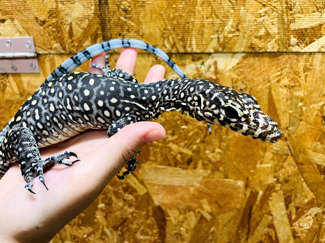 ブルーテールモニター(11)