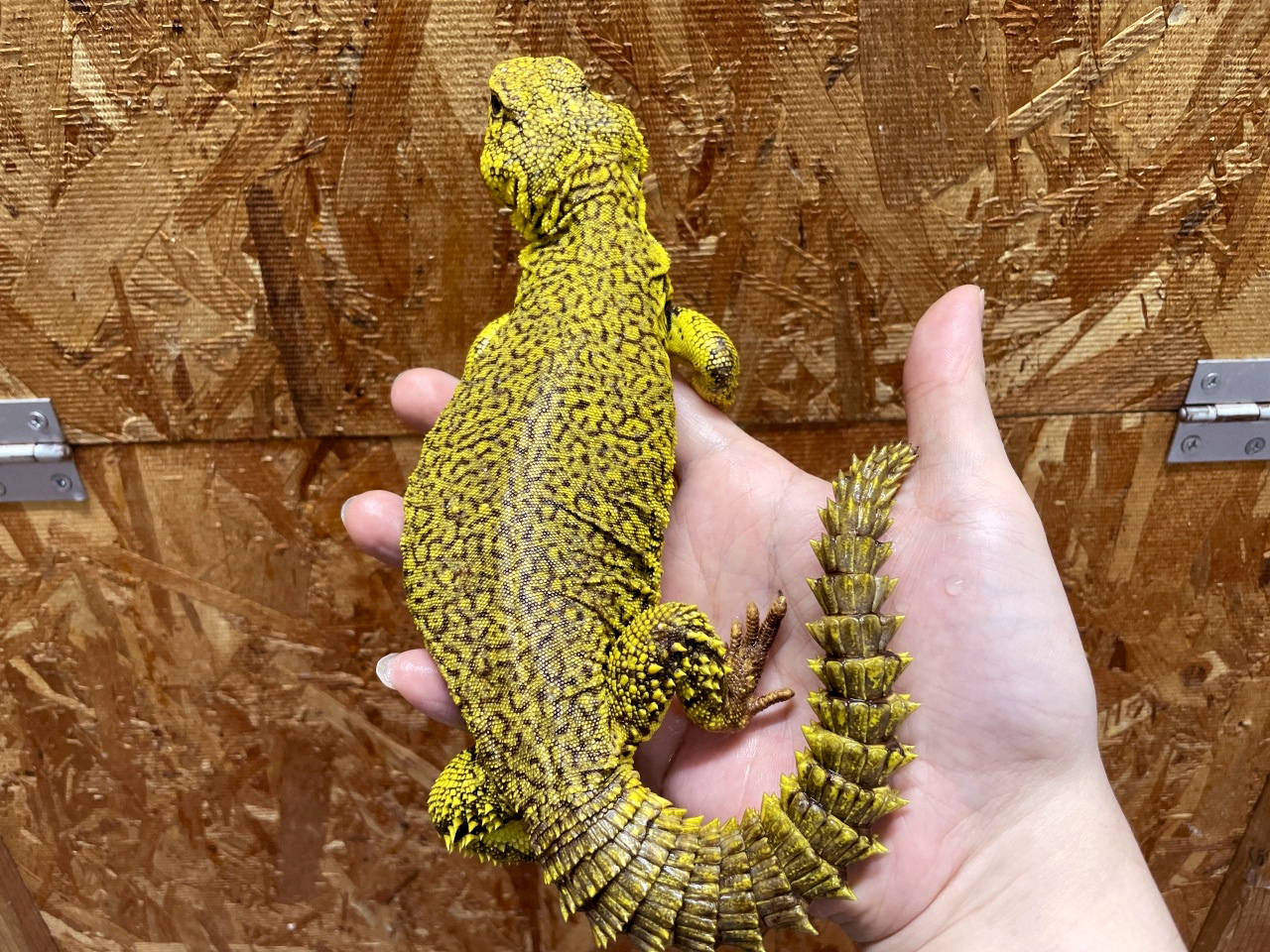 ゲイリートゲオアガマ(10)