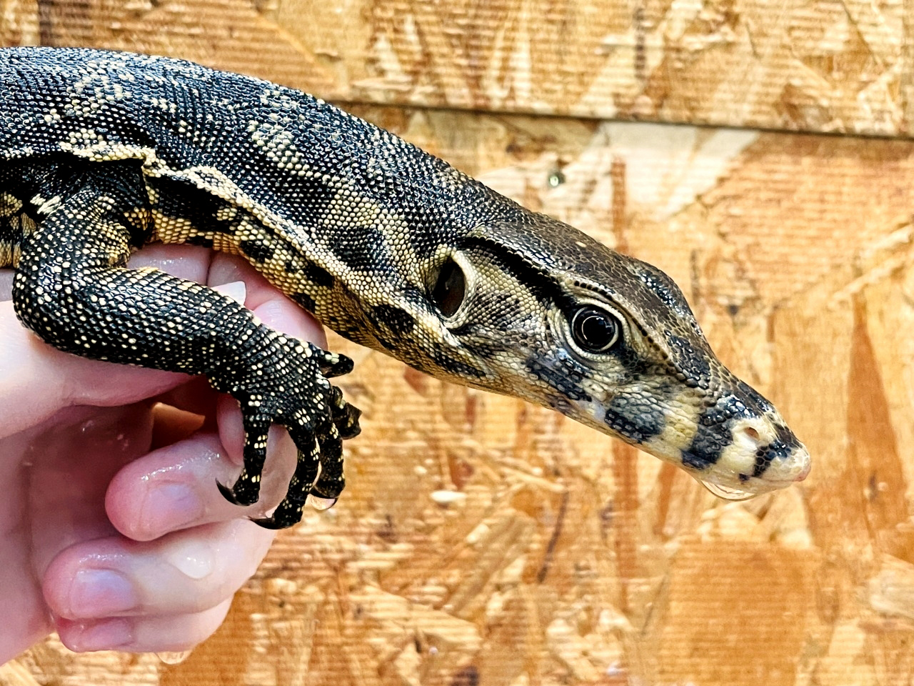 サルバトールモニター（ジャワ産）(7)