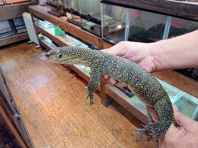 マングローブモニター