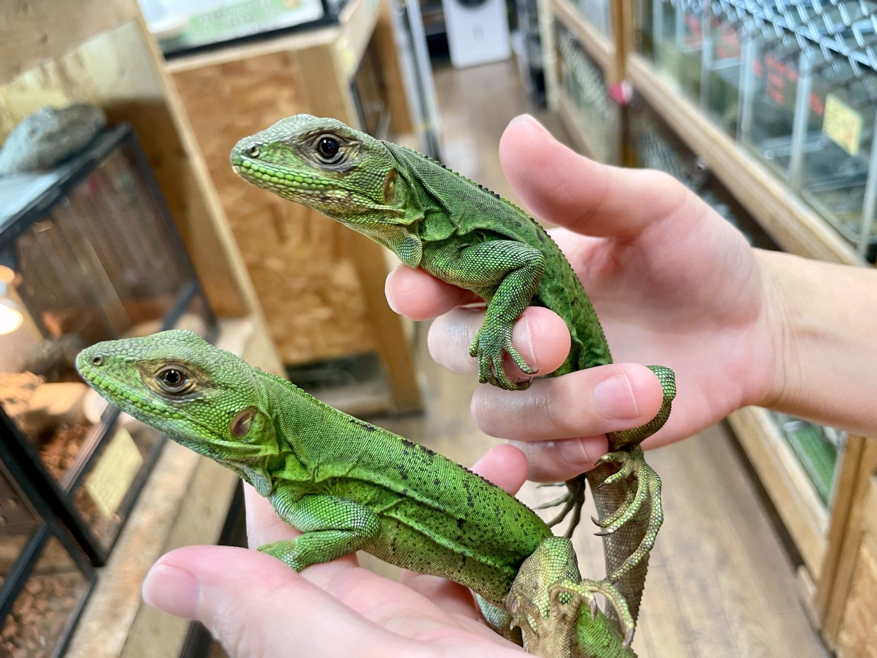 ツナギトゲオイグアナ(9)