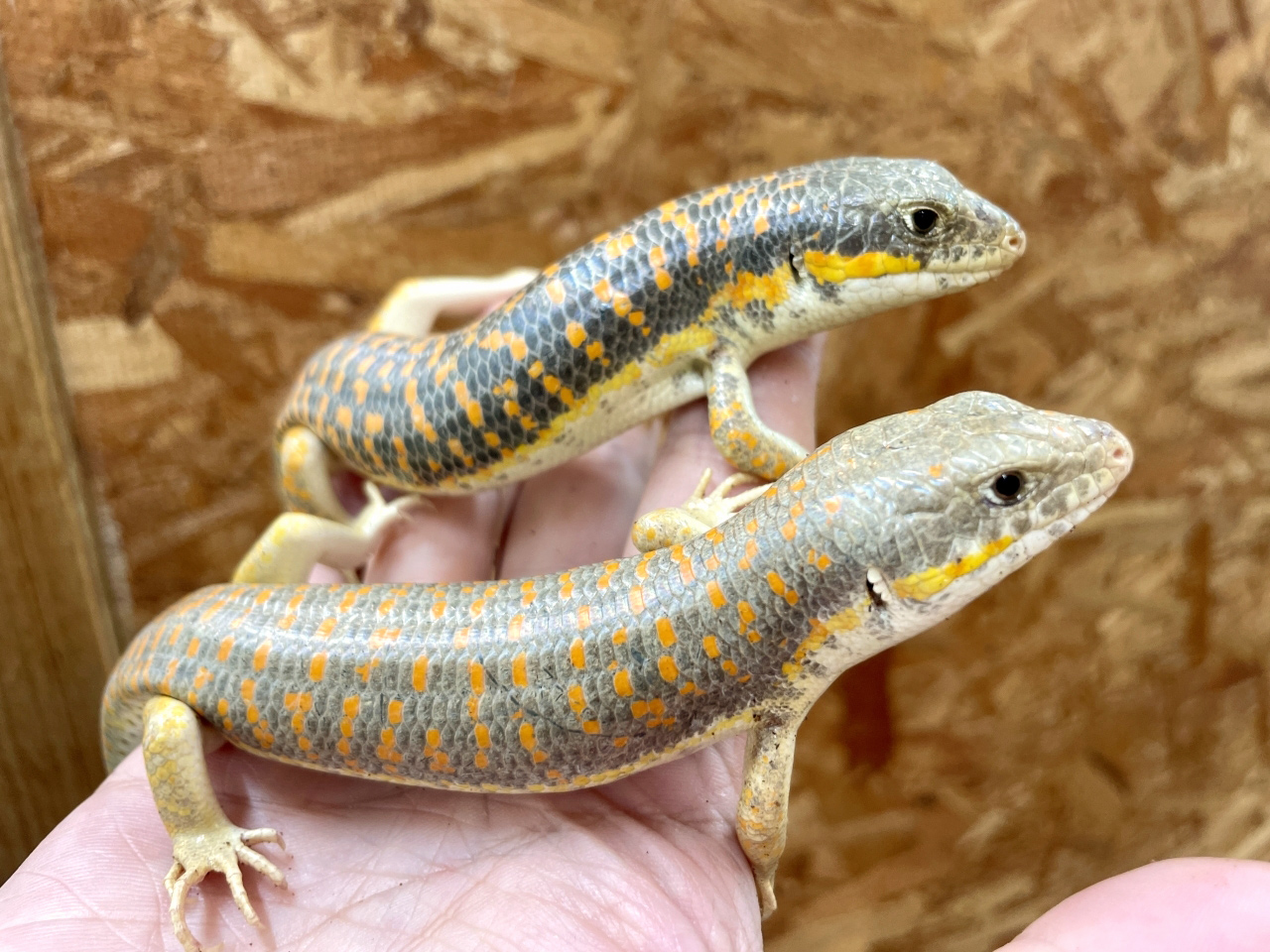 シュナイダースキンク(12)