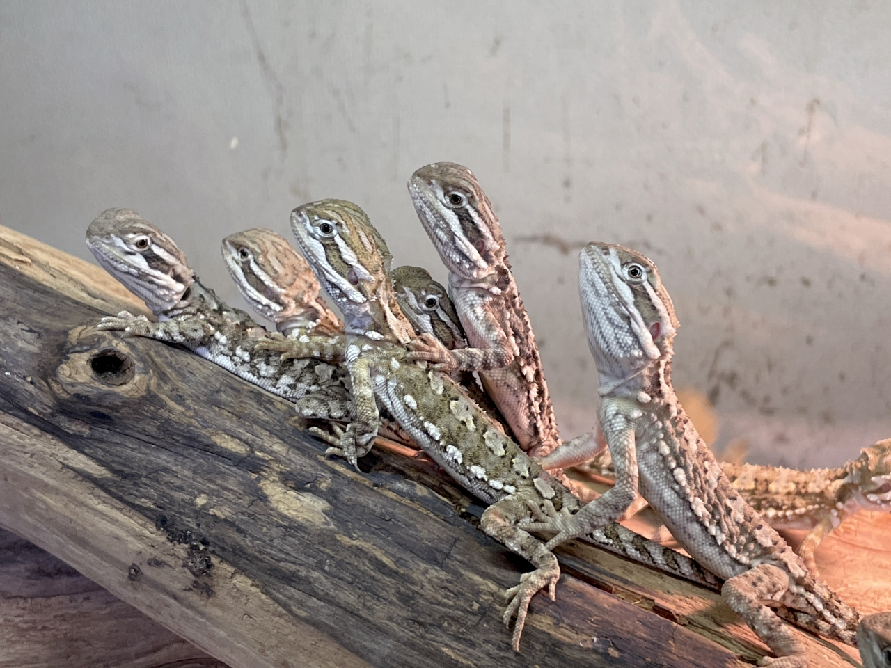 ローソンアゴヒゲトカゲ(4)