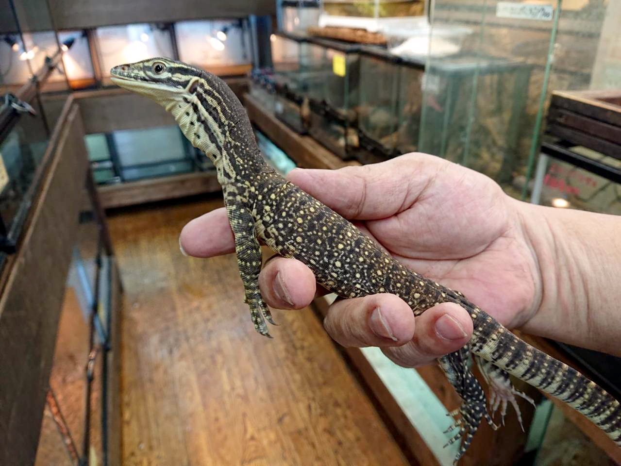 グールドモニター(6)