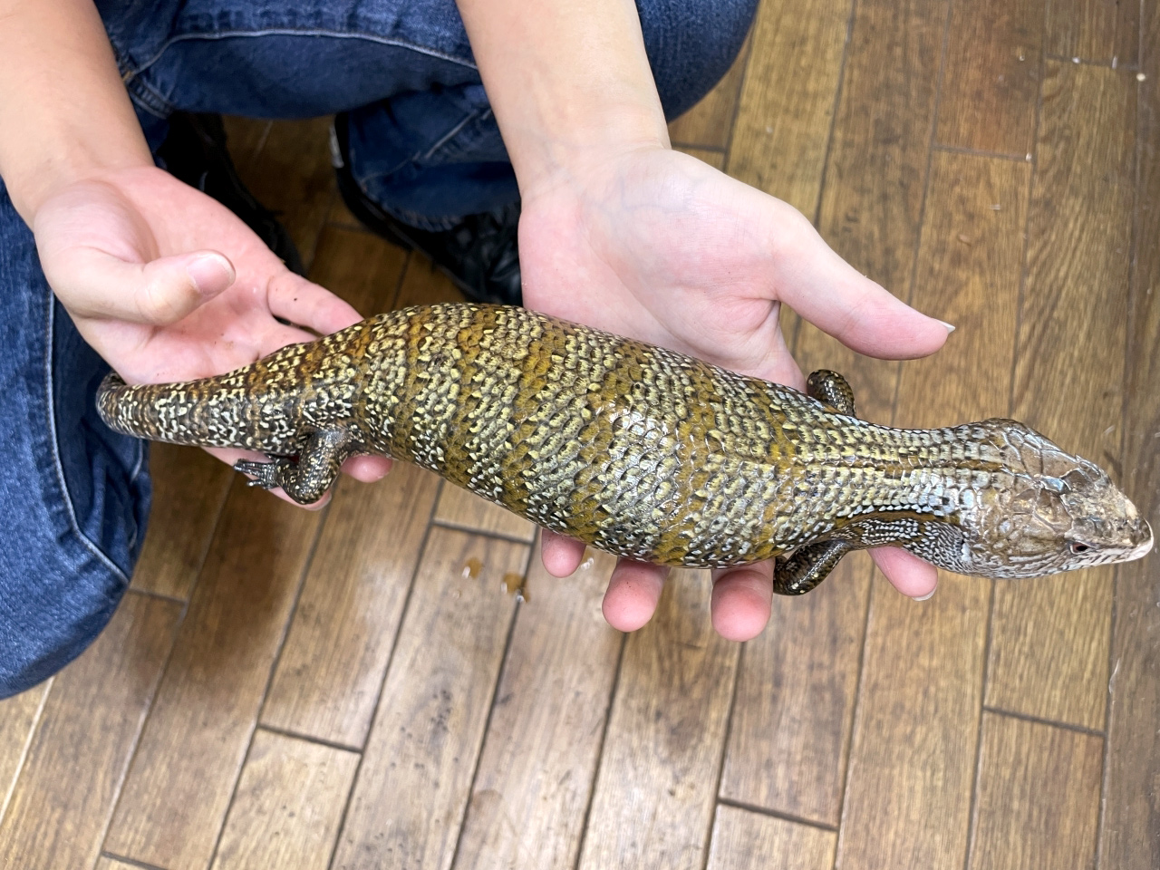 ケイアオジタトカゲ(3)