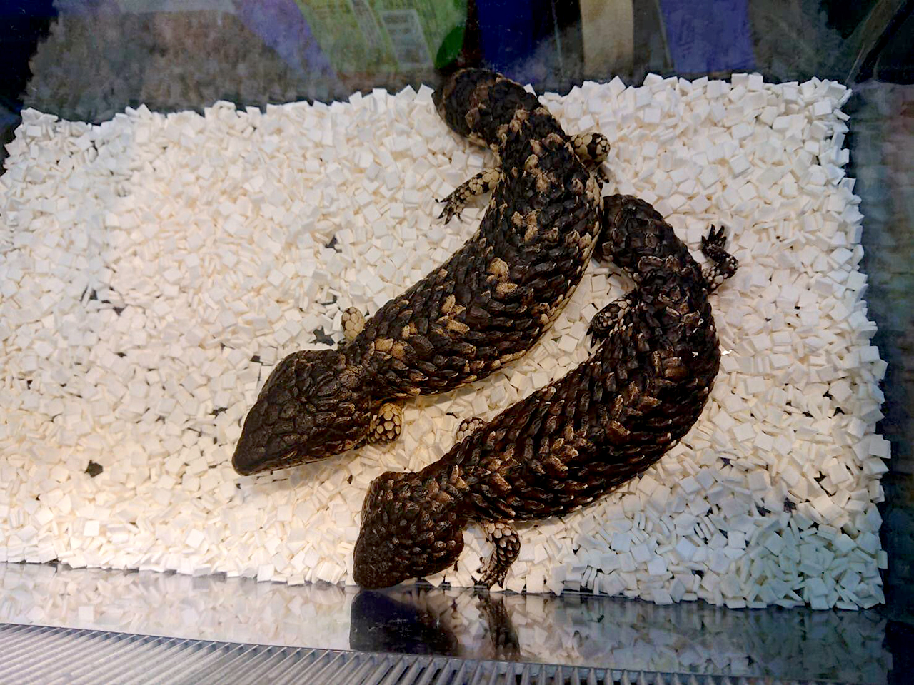 ヒガシマツカサトカゲ(4)