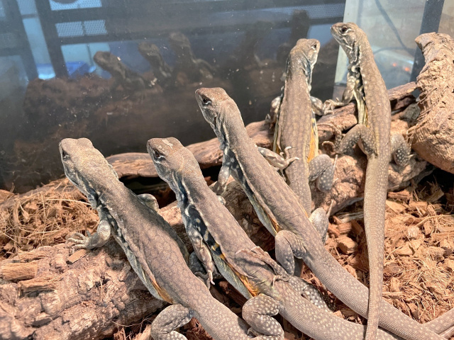 リーブスバタフライアガマ