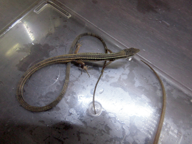 オナガカナヘビ(5)