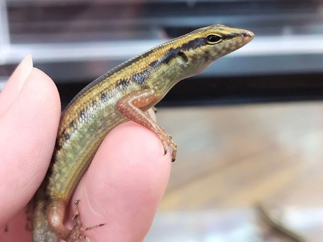 キセスジミナミトカゲ