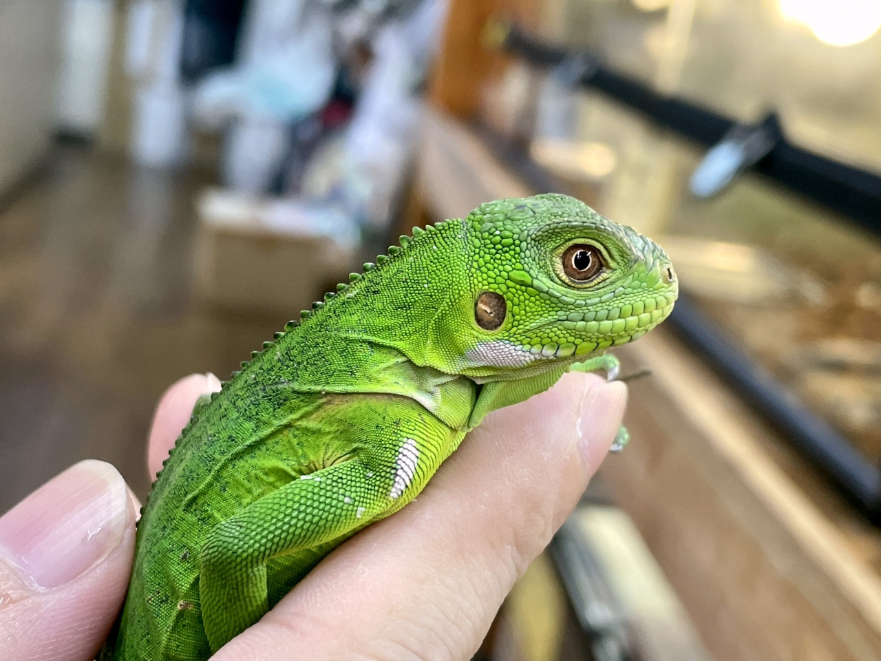 レッサーアンティルイグアナ(4)