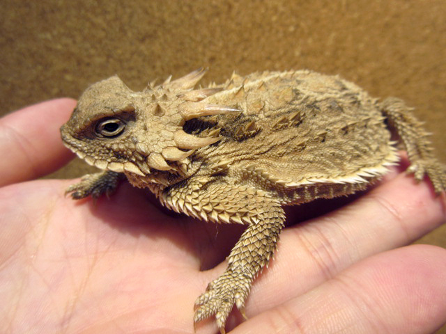 リーガルツノトカゲ(4)