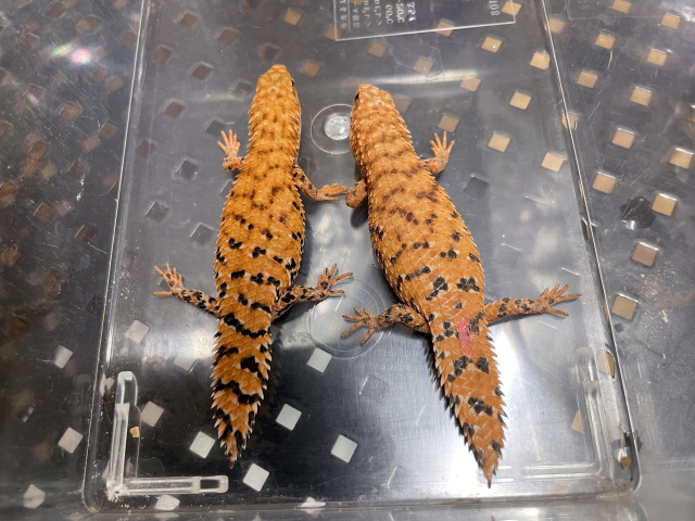 ヒガシピルバラヒメイワトカゲ