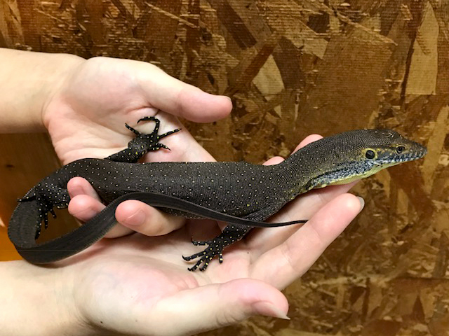 メルテンスモニター(9)