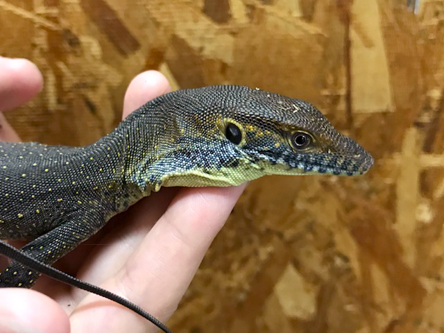 メルテンスモニター(10)