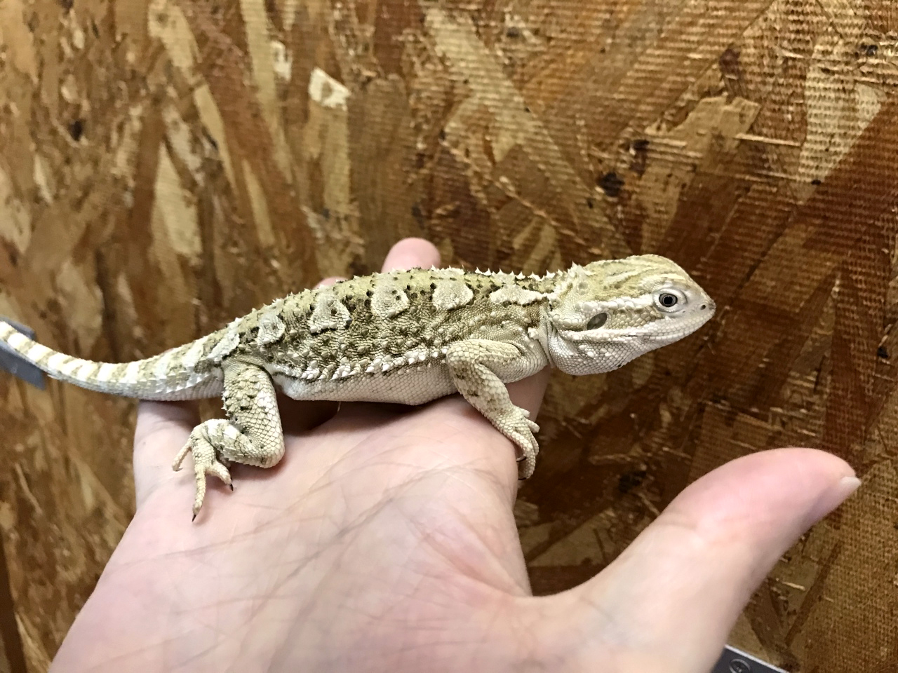 ローソンアゴヒゲトカゲ(3)