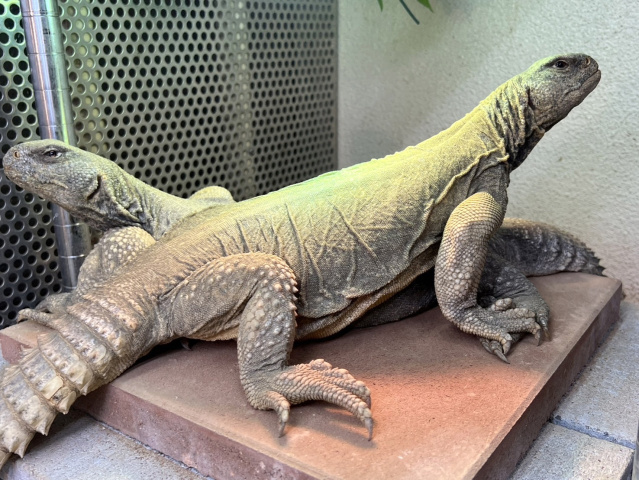 エジプトトゲオアガマ