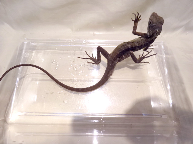 ノドグロミナミモリドラゴン(5)