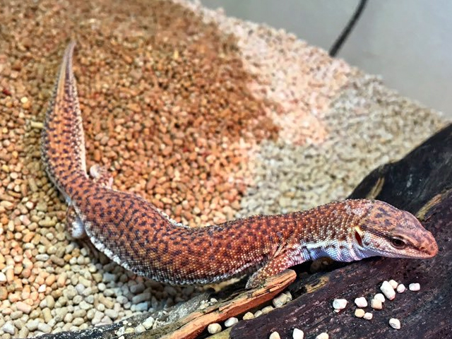 ショートテールモニター(9)