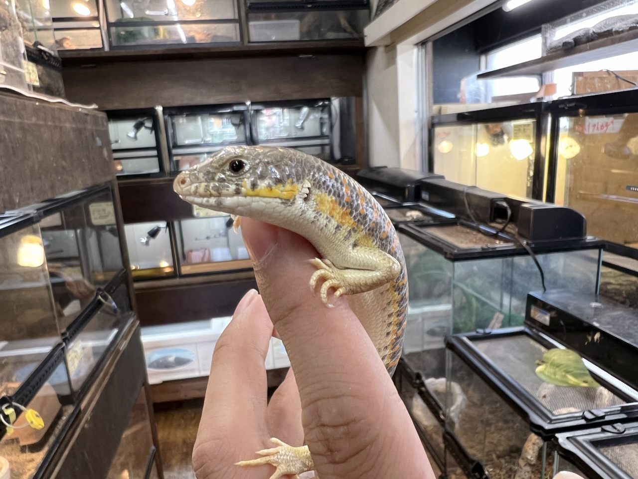 シュナイダースキンク(6)