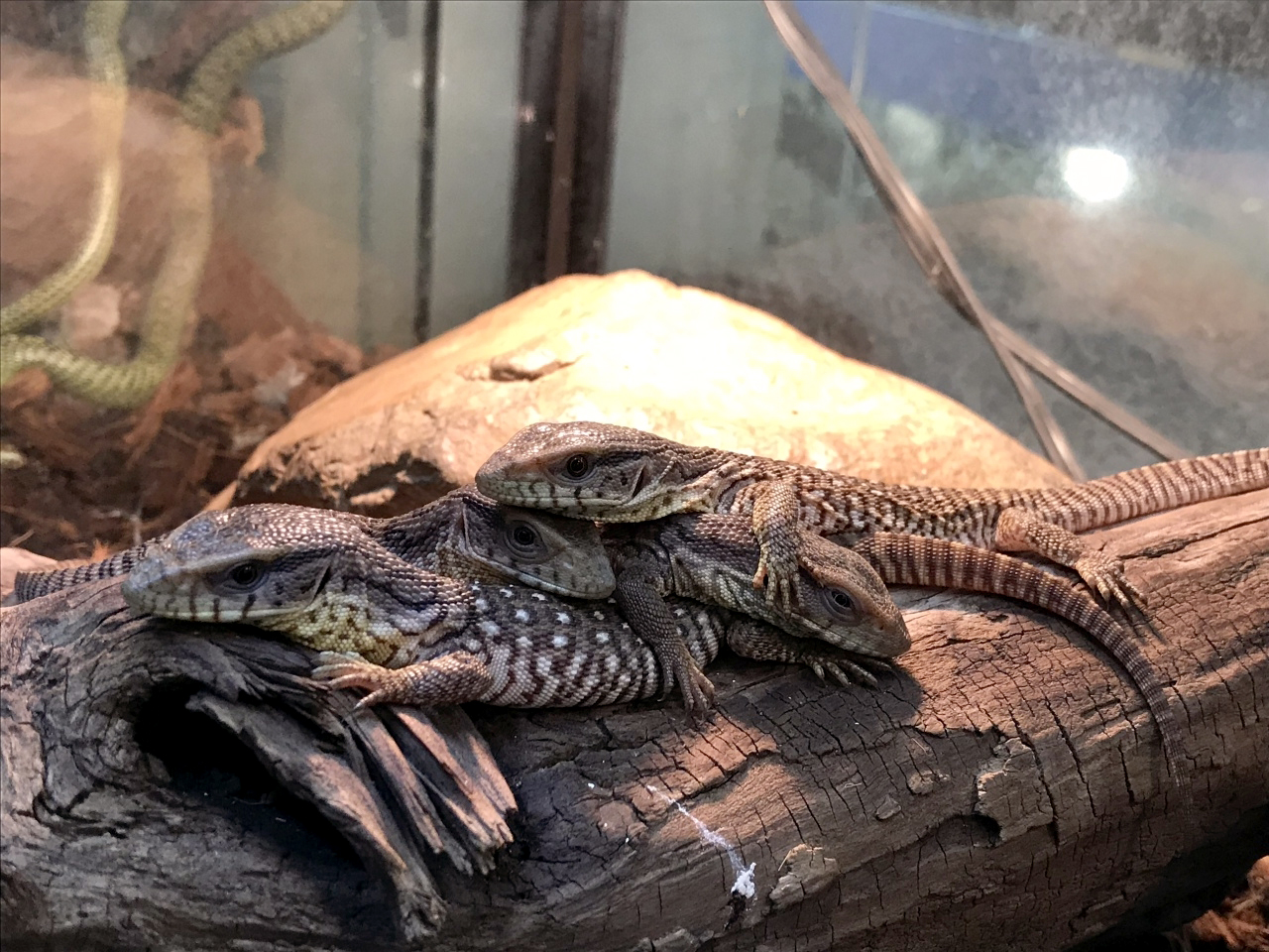 サバンナモニター(6)