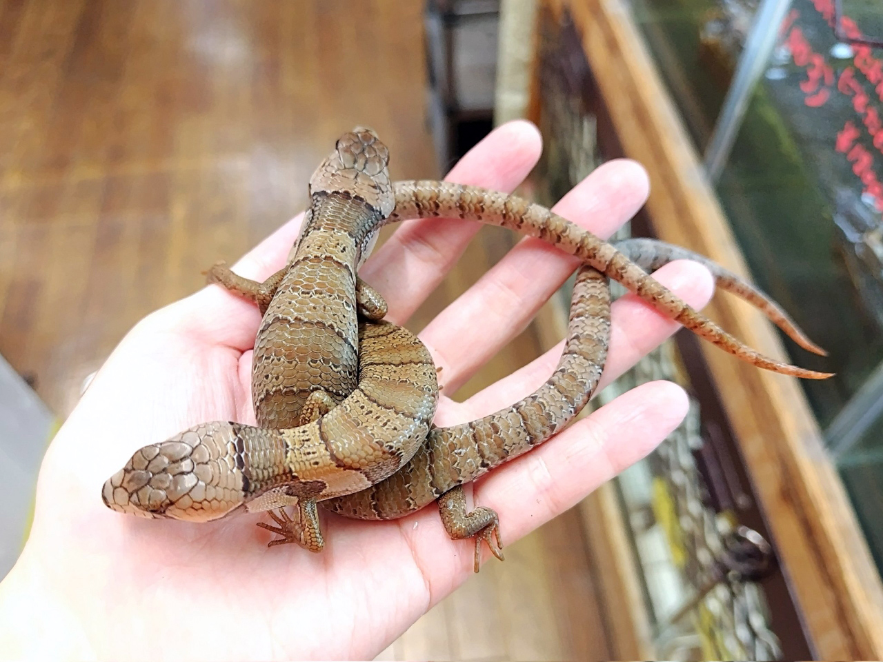 モモジタトカゲ(10)