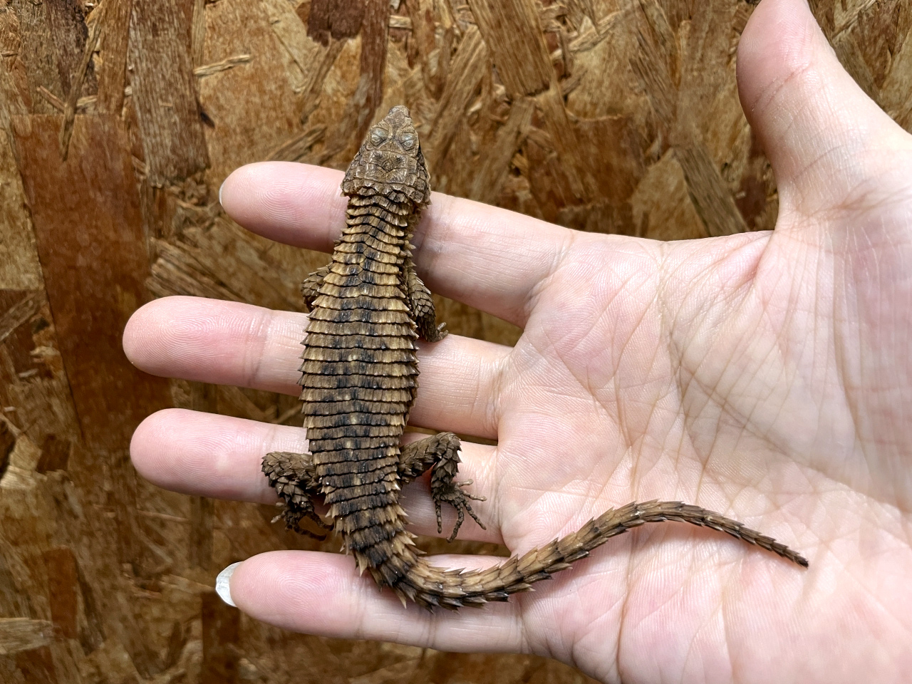 マサイヨロイトカゲ(4)