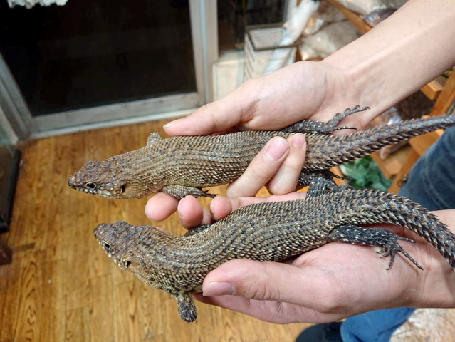 カニンガムイワトカゲ