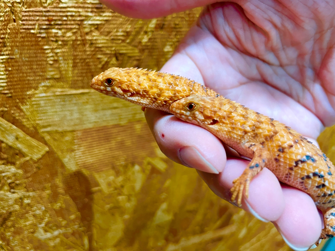 ヒガシピルバラヒメイワトカゲ(4)