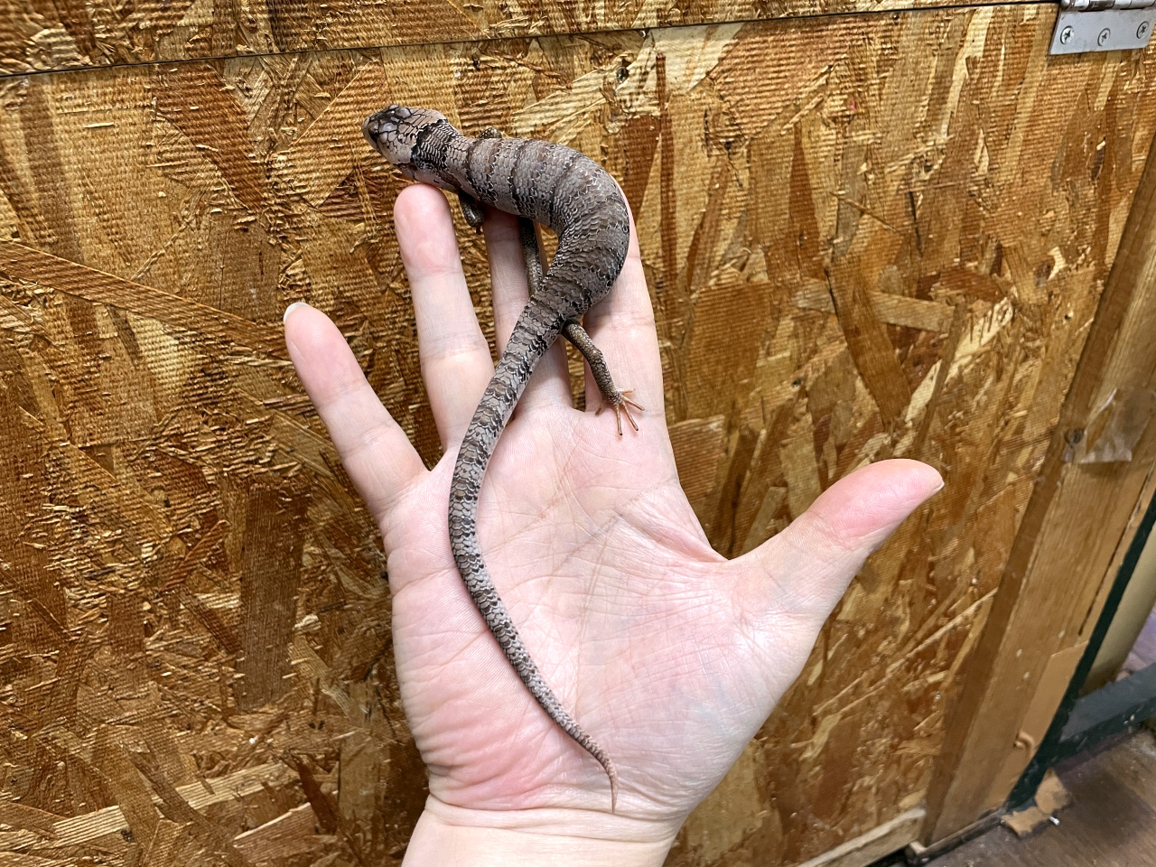 モモジタトカゲ(3)