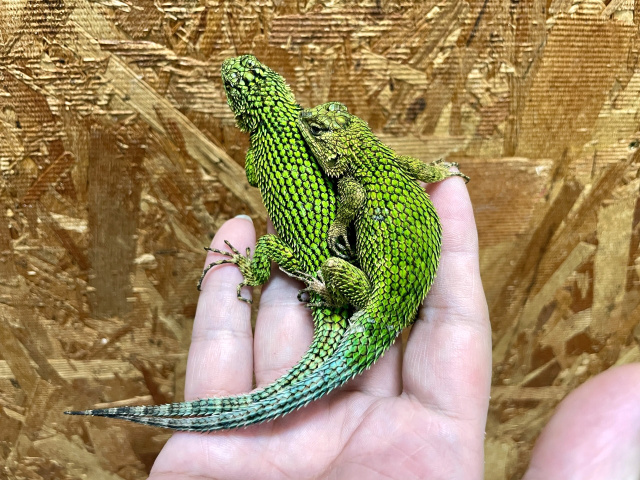 マラカイトハリトカゲ
