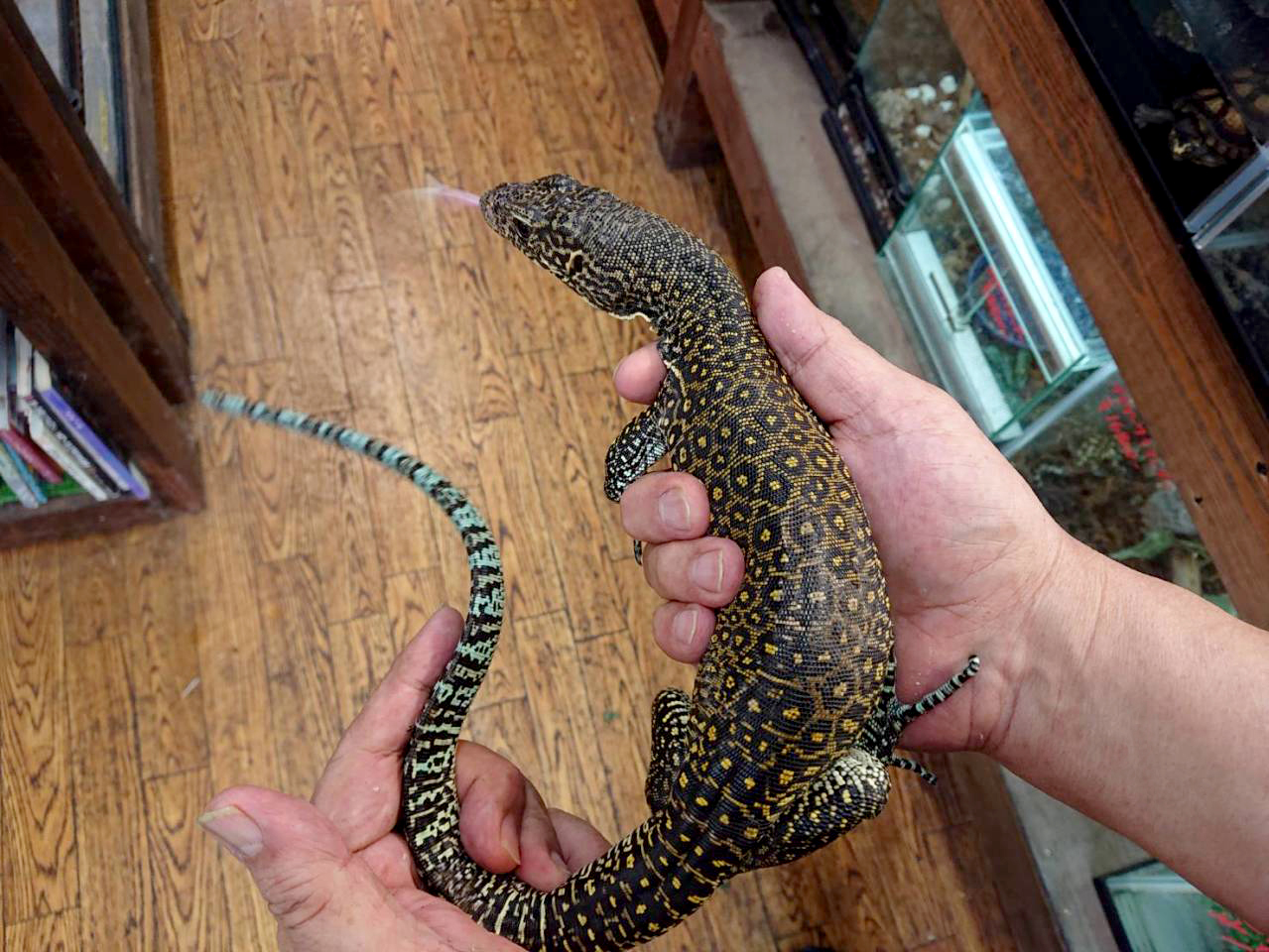 ブルーテールモニター(7)