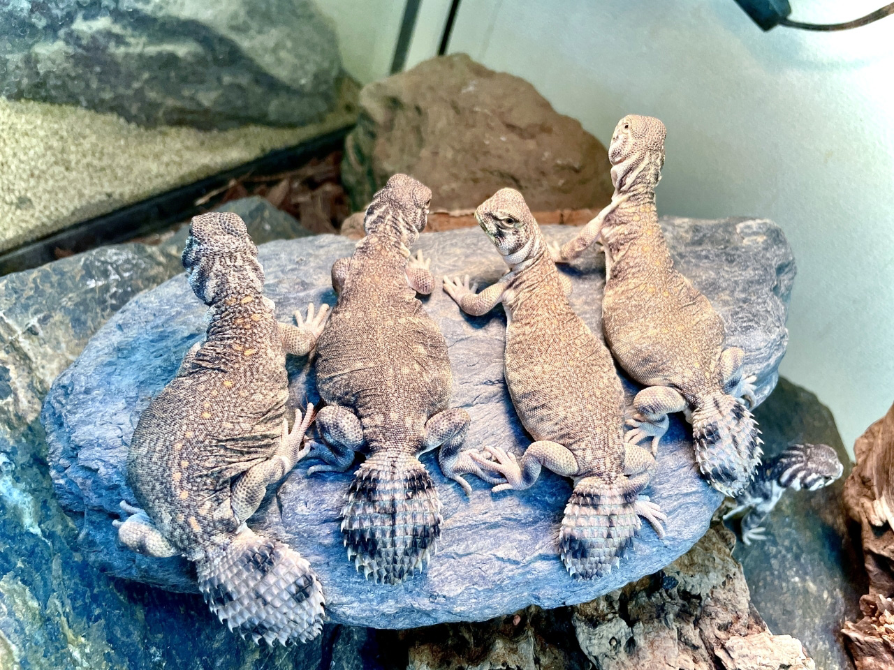 トーマストゲオアガマ(4)