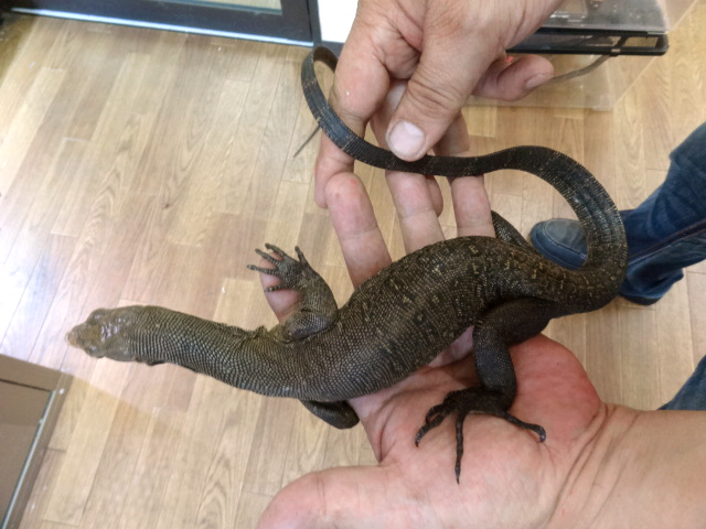 トーチモニター(5)