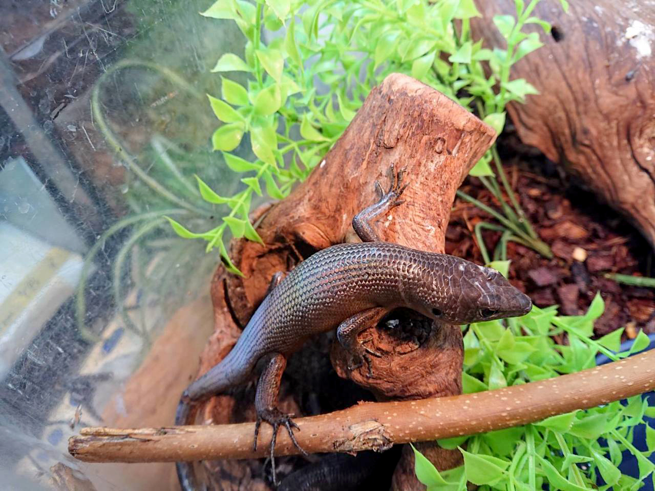 ブラックエモイア(3)