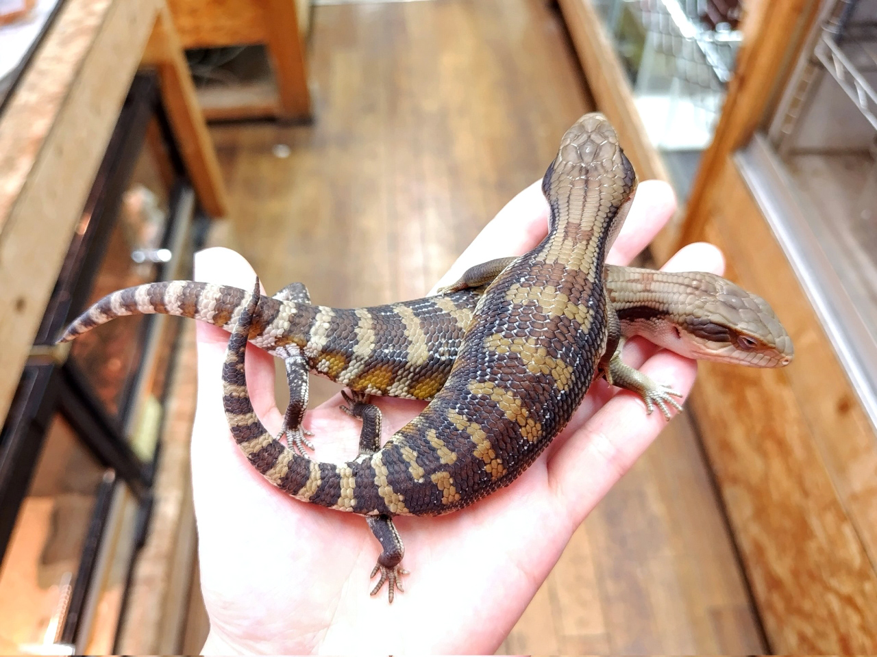 ヒガシアオジタトカゲ(5)