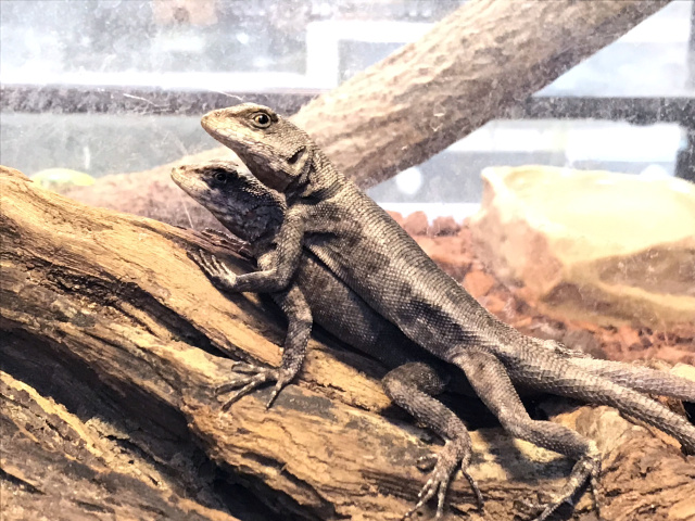 ヨウガントカゲ