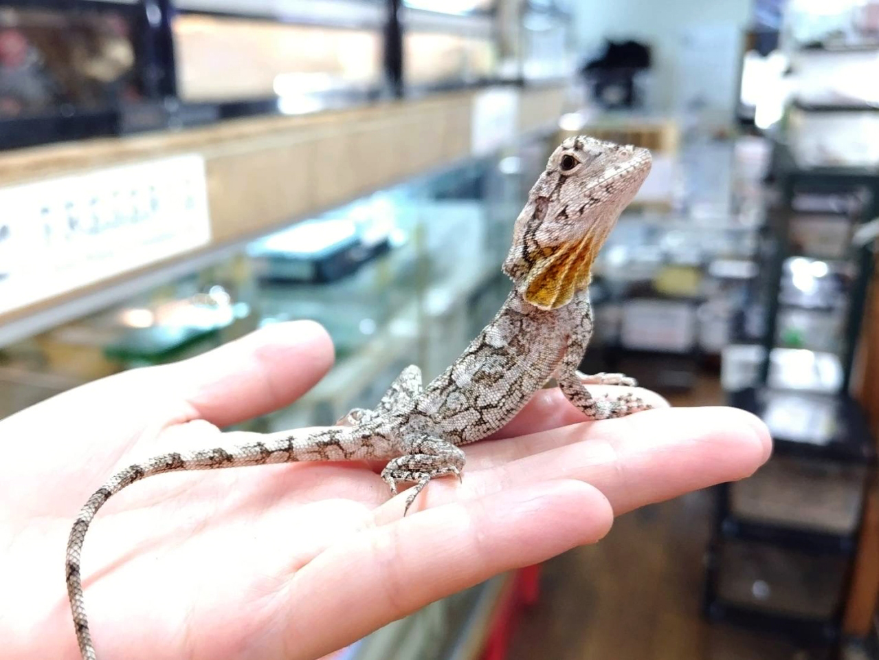 エリマキトカゲ(6)