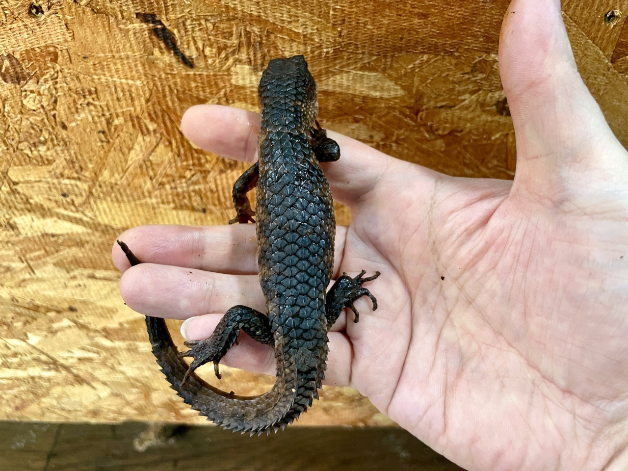 スラウェシクロコダイルスキンク(6)
