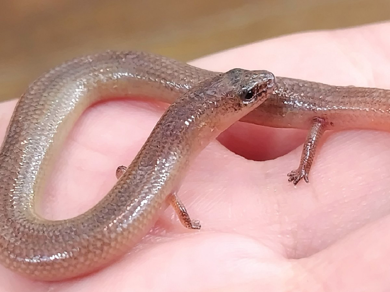 リンネミモダエトカゲ(1)