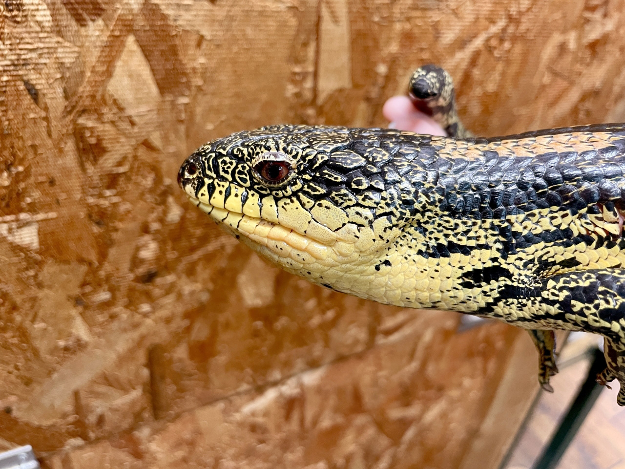 マダラアオジタトカゲ(5)