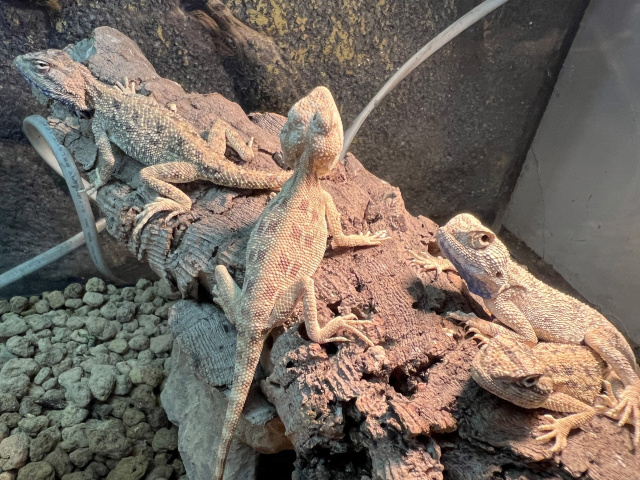 ザビグニーアガマ