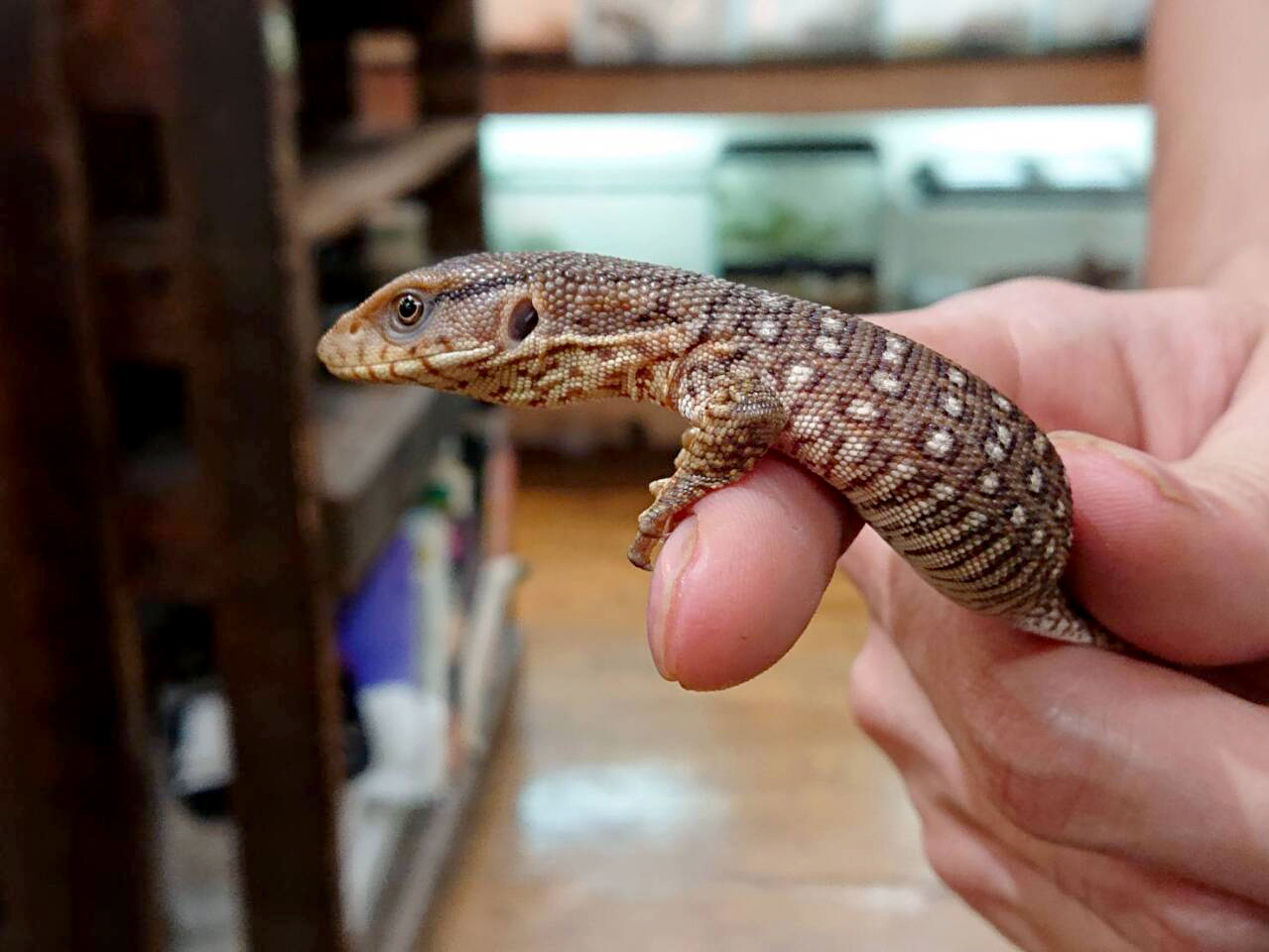 サバンナモニター(9)