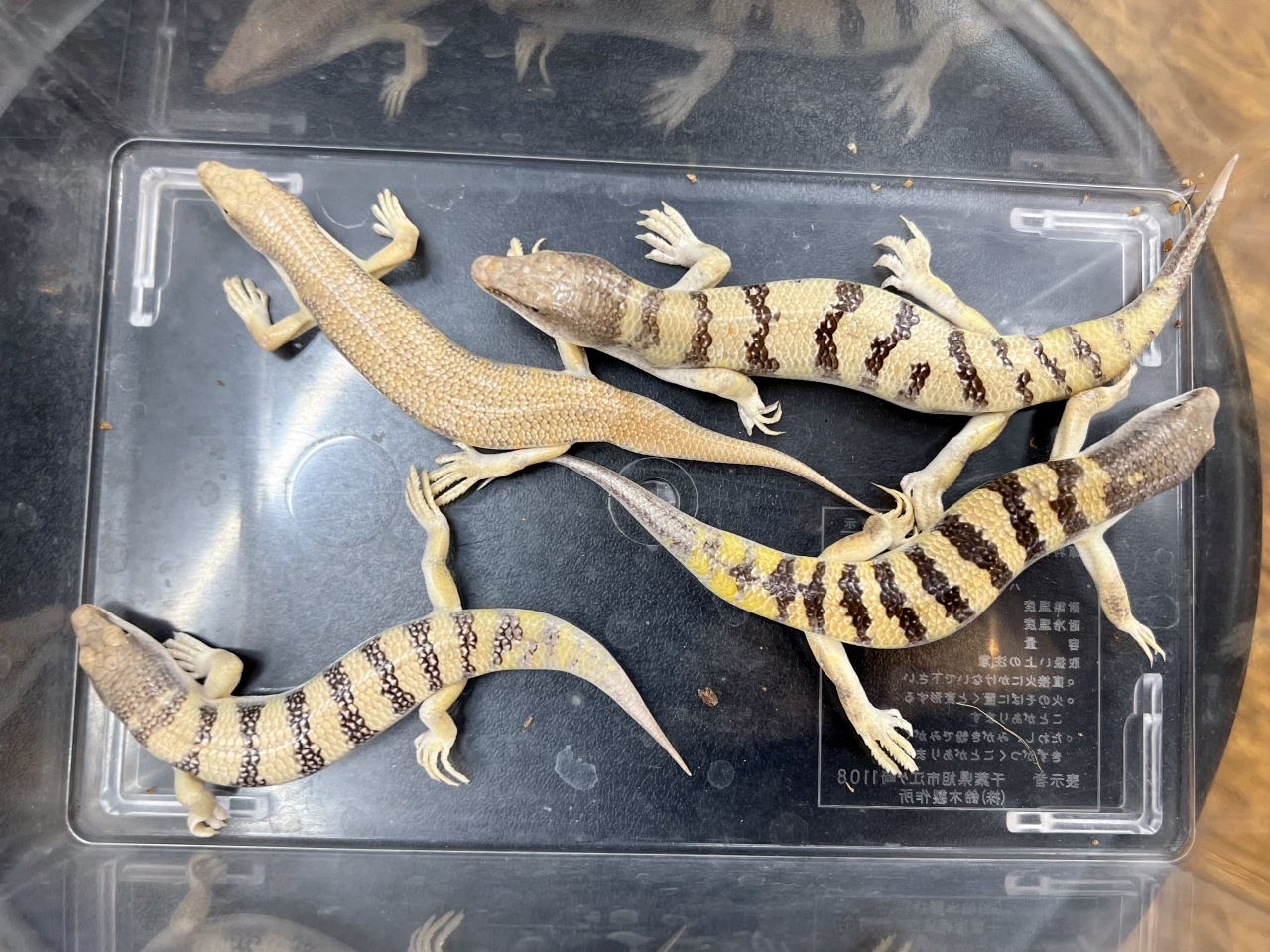 サンドフィッシュ(6)