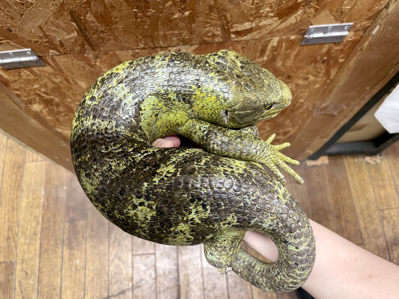 オマキトカゲ(3)