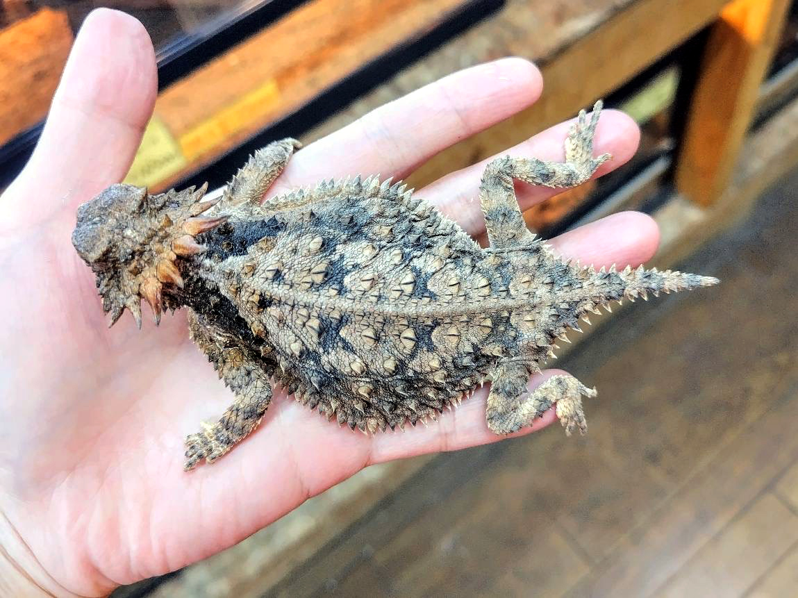 リーガルツノトカゲ(2)