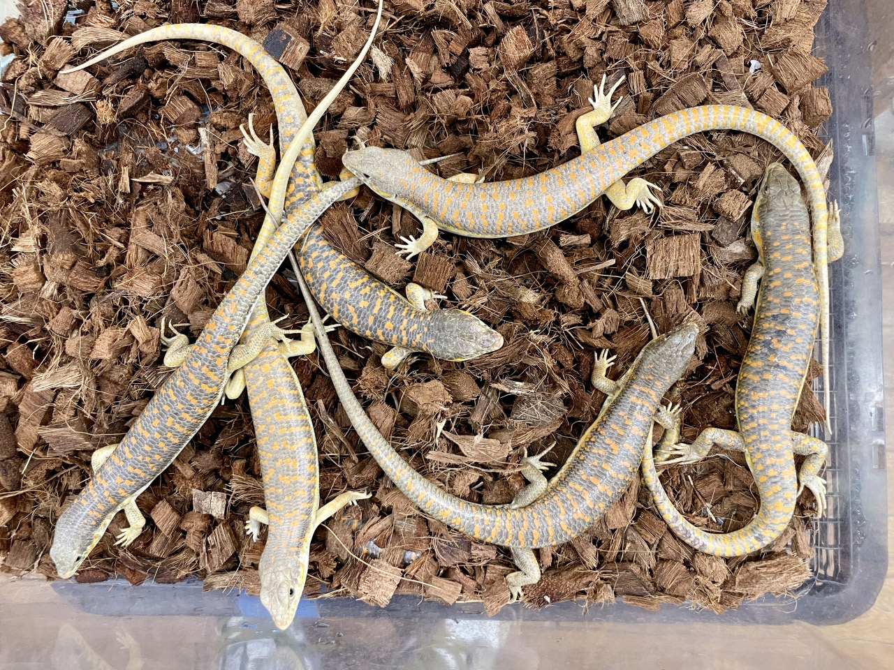 シュナイダースキンク(10)