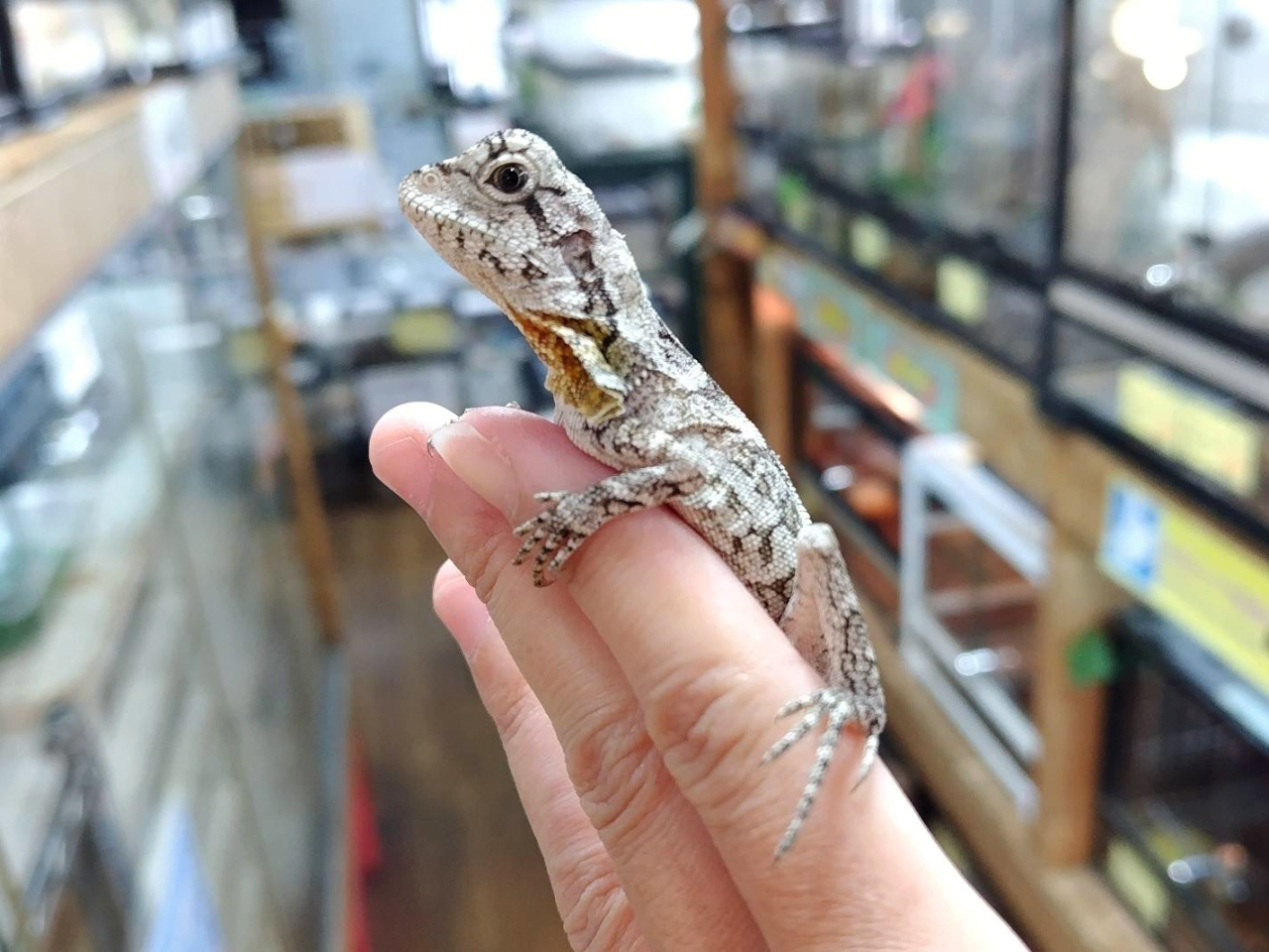 エリマキトカゲ(8)