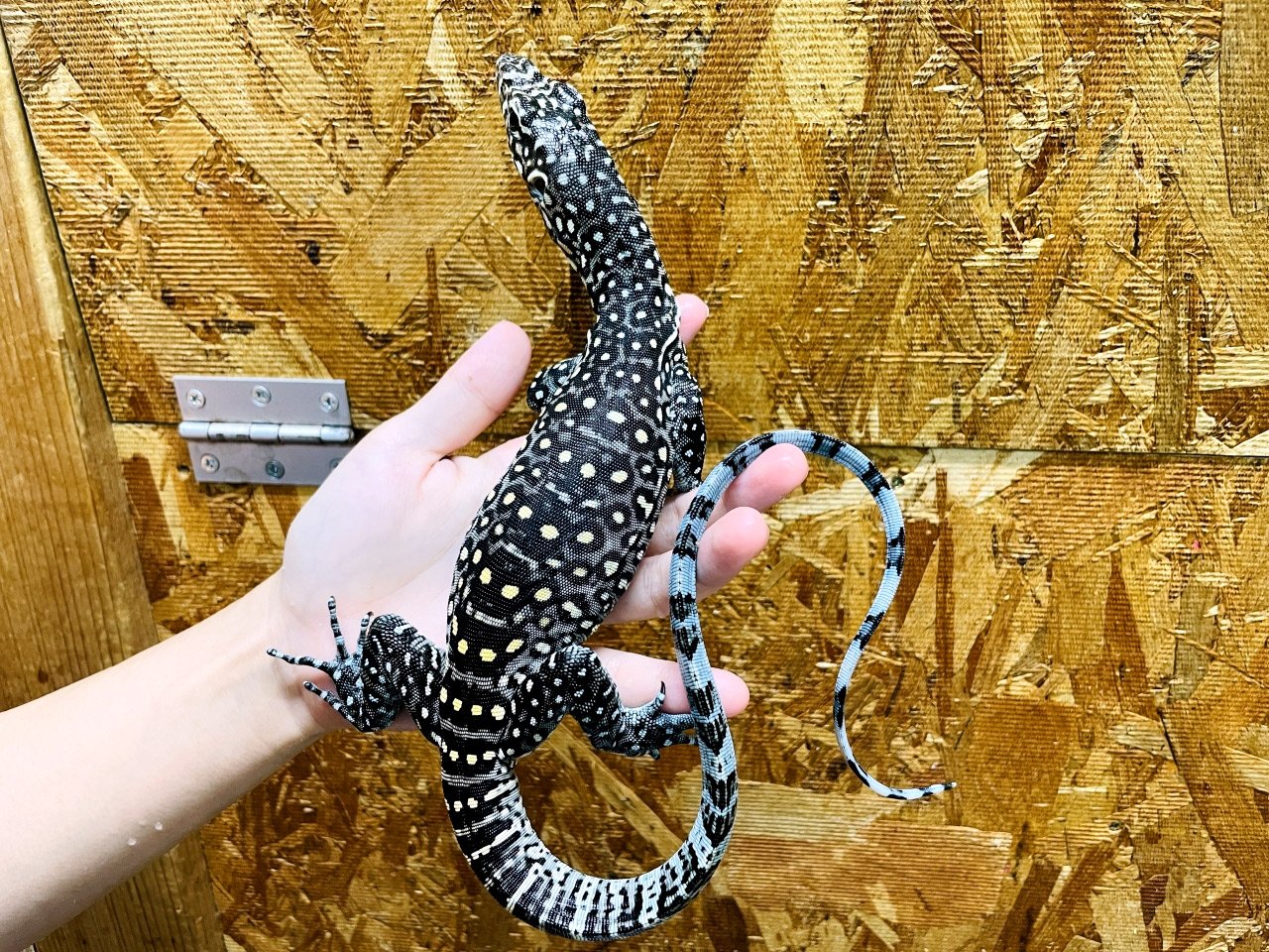 ブルーテールモニター(10)